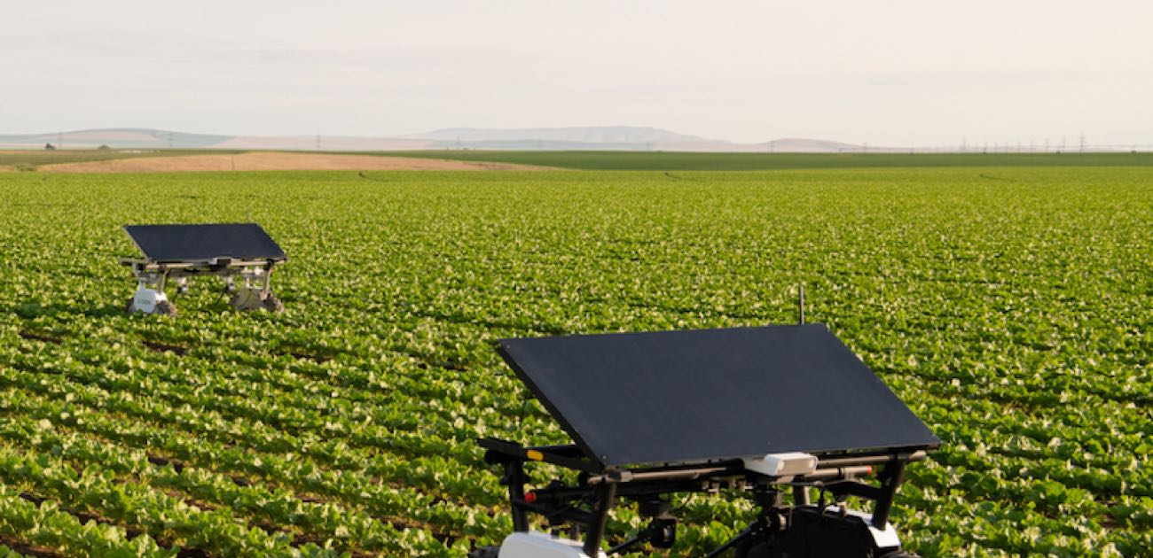 Two Aigen Element solar-powered robots with large solar panel roofs working between rows of green vegetable crops in a wide farm field