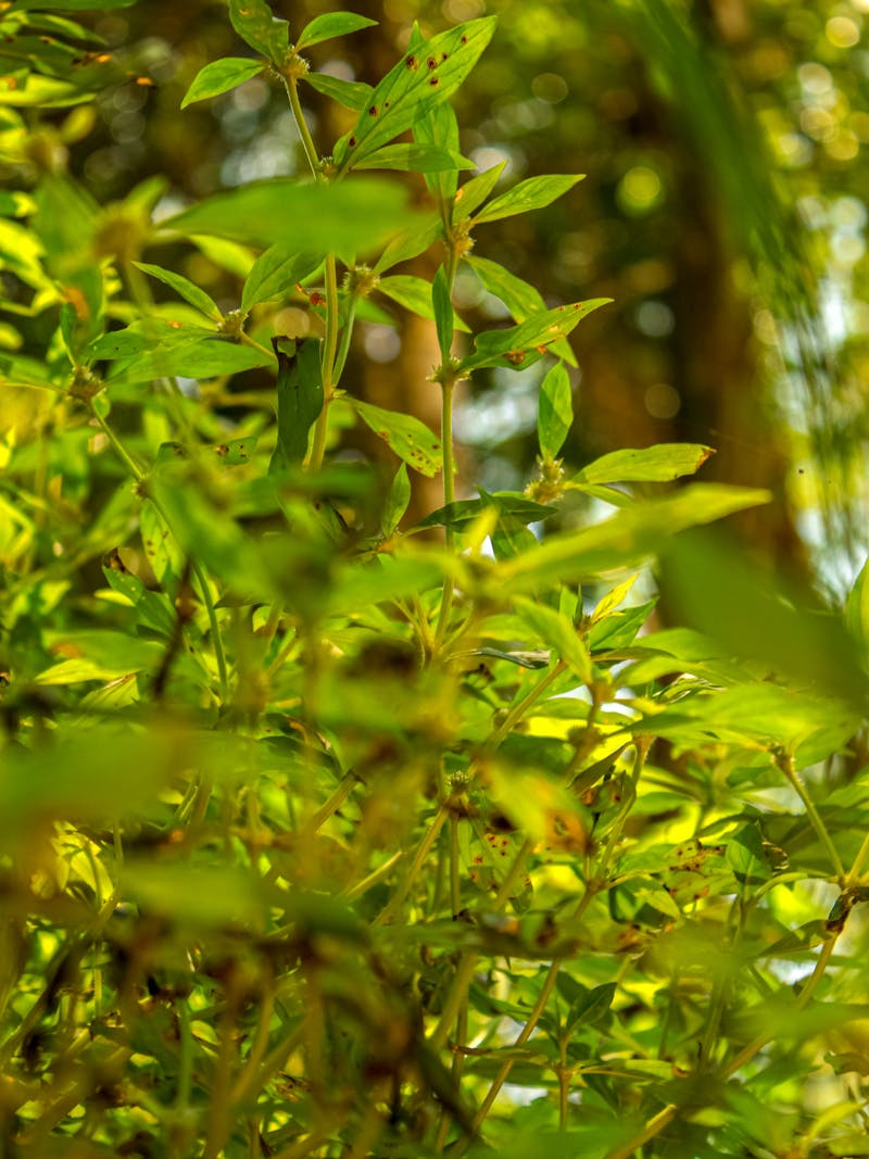 Microsoft and Google AI models